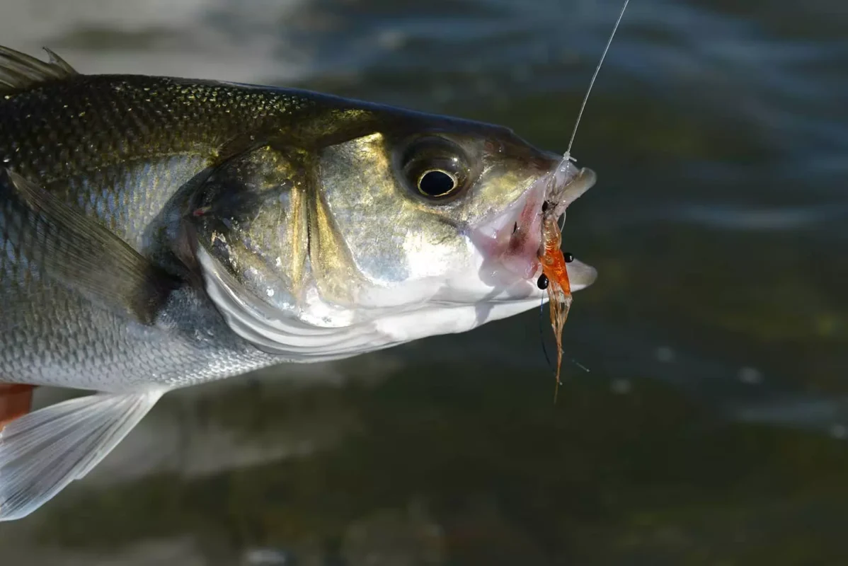peche-bar-leurre-crevette