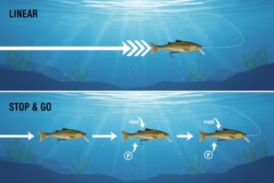 Schéma des techniques d'animation linéaire et stop and go pour swimbait