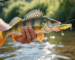 Un pêcheur tenant une belle perche zébrée prise avec un petit leurre souple