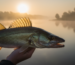 Pêcheur tenant un magnifique sandre aux yeux dorés, pris au leurre souple au lever du soleil